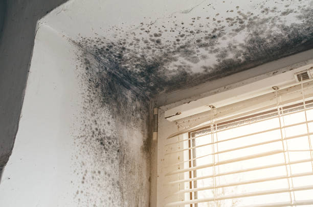 Trusted Crawl Space Mold Removal service in Richfield, MN - Cheap Mold Removal